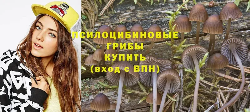 blacksprut зеркало  хочу   Бронницы  Галлюциногенные грибы Psilocybine cubensis 